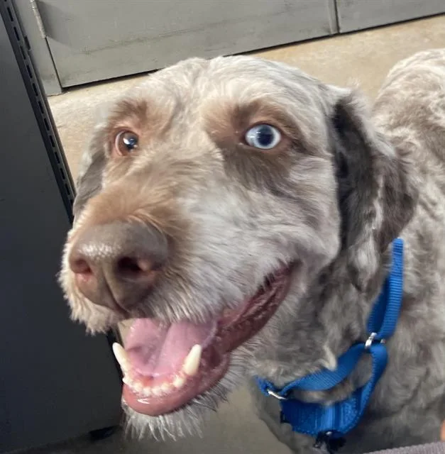 A young large-sized male Mixed Breed dog named Oscar for adoption in Dallas, TX