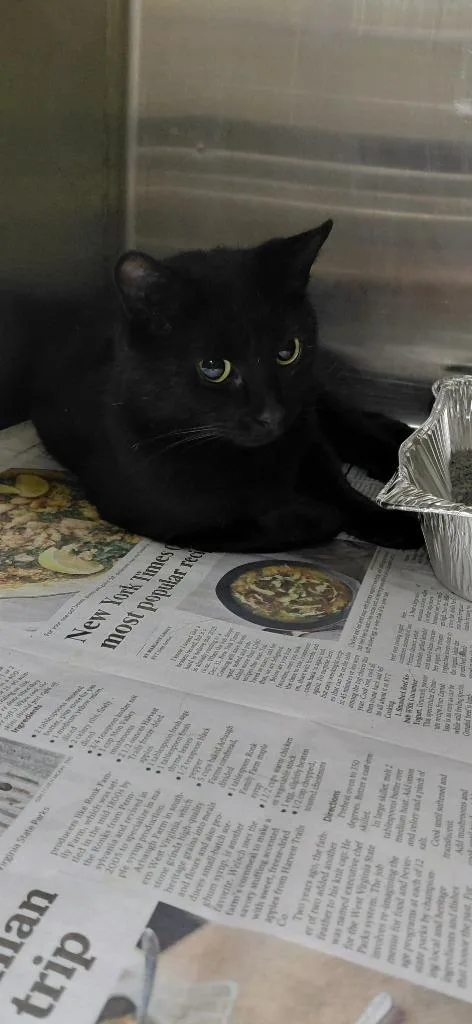 A young small-sized female Domestic Short Hair cat named Seraphena for adoption in Henderson, NC