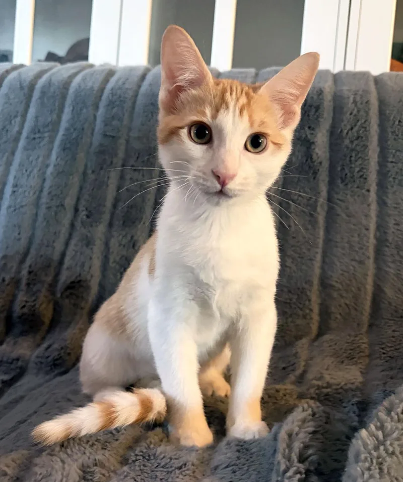 A baby medium-sized male Domestic Short Hair cat named Ron Weasley for adoption in Davis, CA