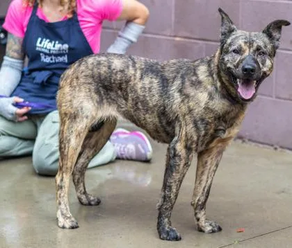 An adult medium-sized female Mixed Breed dog named Helen for adoption in Chamblee, GA