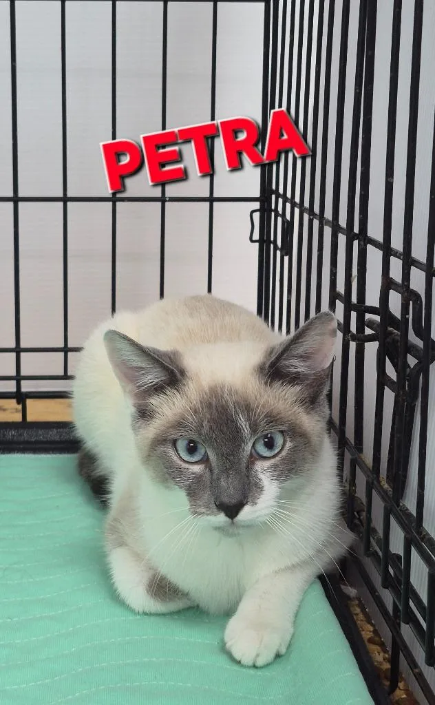 A young medium-sized female Domestic Short Hair cat named Petra for adoption in Rome, GA