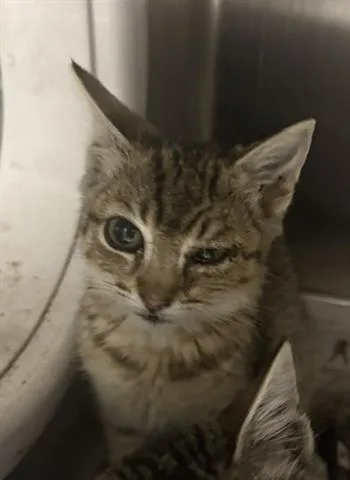 A baby small-sized female Domestic Short Hair cat named Juliette for adoption in San Martin, CA