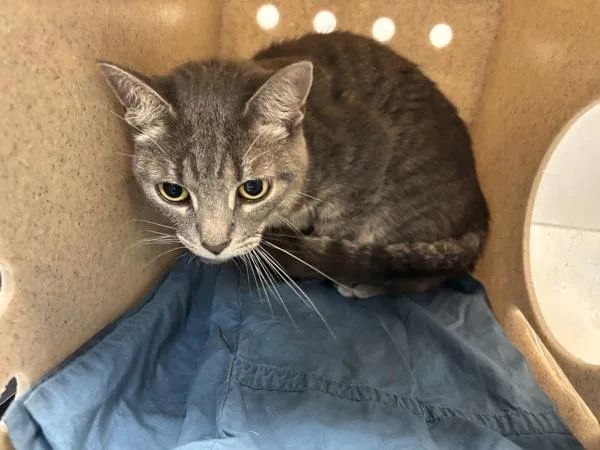 An adult medium-sized female Domestic Short Hair cat named Haiku for adoption in New York, NY