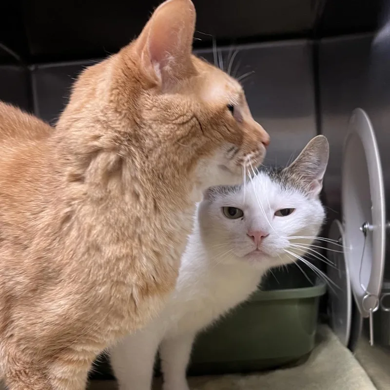 An adult large-sized female White Domestic Short Hair cat named Pam for adoption in York, PA