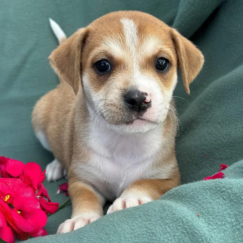 A baby medium-sized female Spaniel dog named Emmy Pup  Tatiana for adoption in San Diego, CA