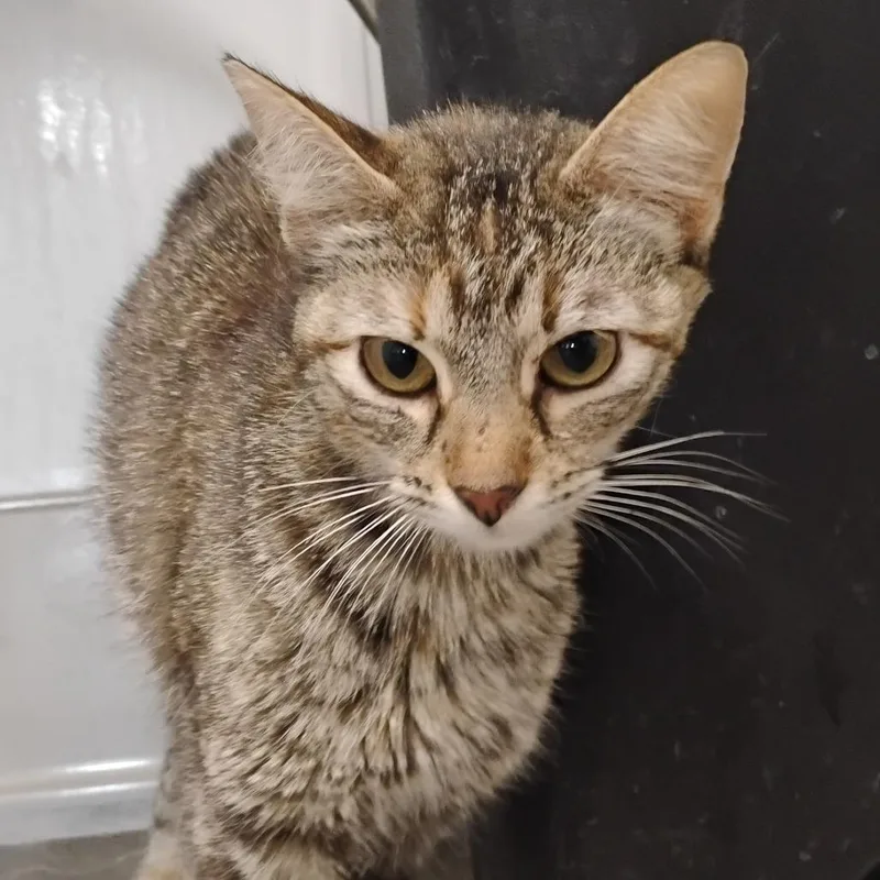 A young small-sized female Black Domestic Short Hair cat named Lizzy for adoption in Bentonville, AR