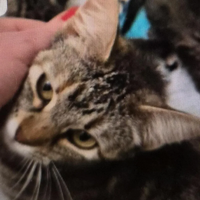 Lizzy thumbnail 2