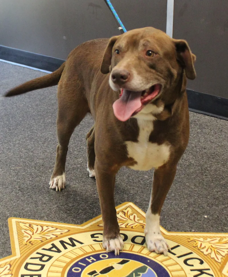 A senior large-sized male Brown / Chocolate Labrador Retriever dog named Keith for adoption in Heath, OH