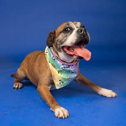 A senior large-sized male Boxer dog named Bocephus for adoption in Atlanta, GA
