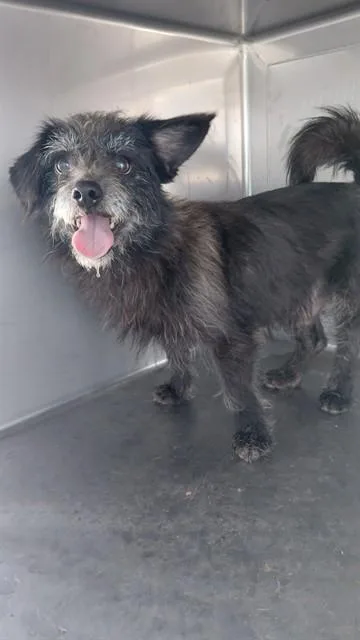 A young medium-sized male Terrier dog named Asabache for adoption in Baldwin Park, CA
