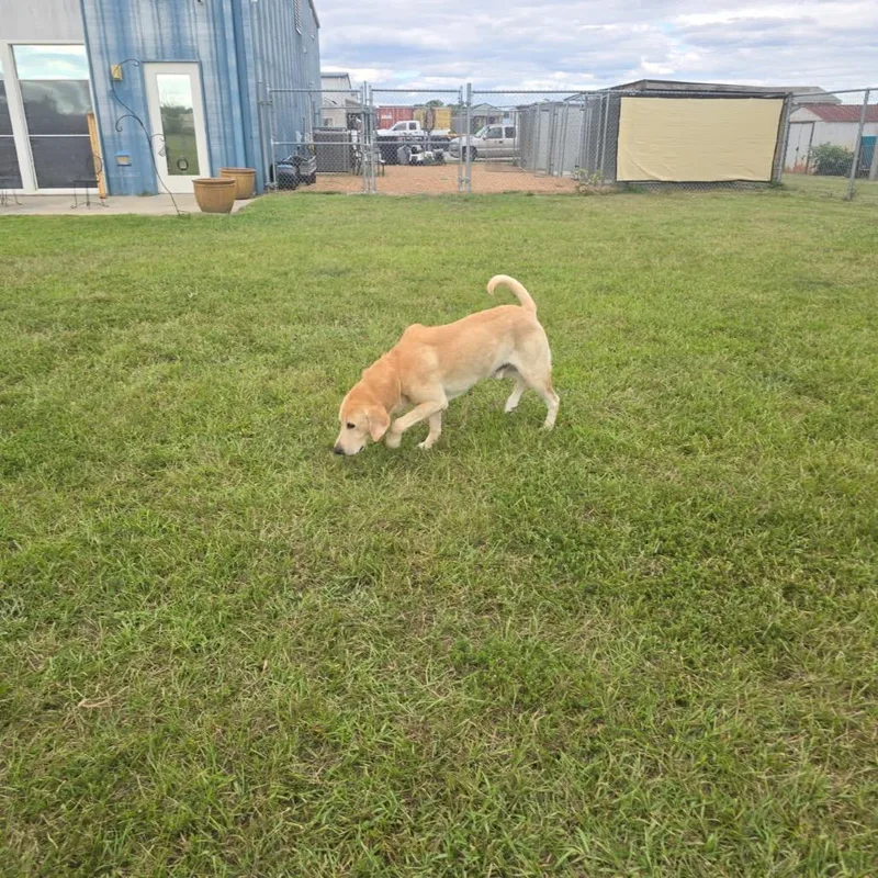 An adult large-sized male Yellow Labrador Retriever dog named Pugsley for adoption in Elizabeth City, NC