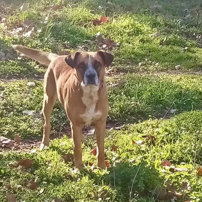 An adult large-sized male Brown / Chocolate Boxer dog named Zeus for adoption in Natchitoches, LA