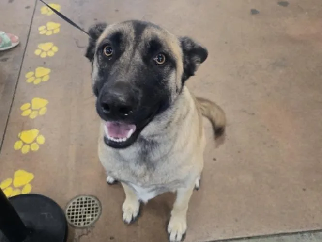 A young large-sized female Belgian Shepherd / Malinois dog named Taylor for adoption in Van Nuys, CA