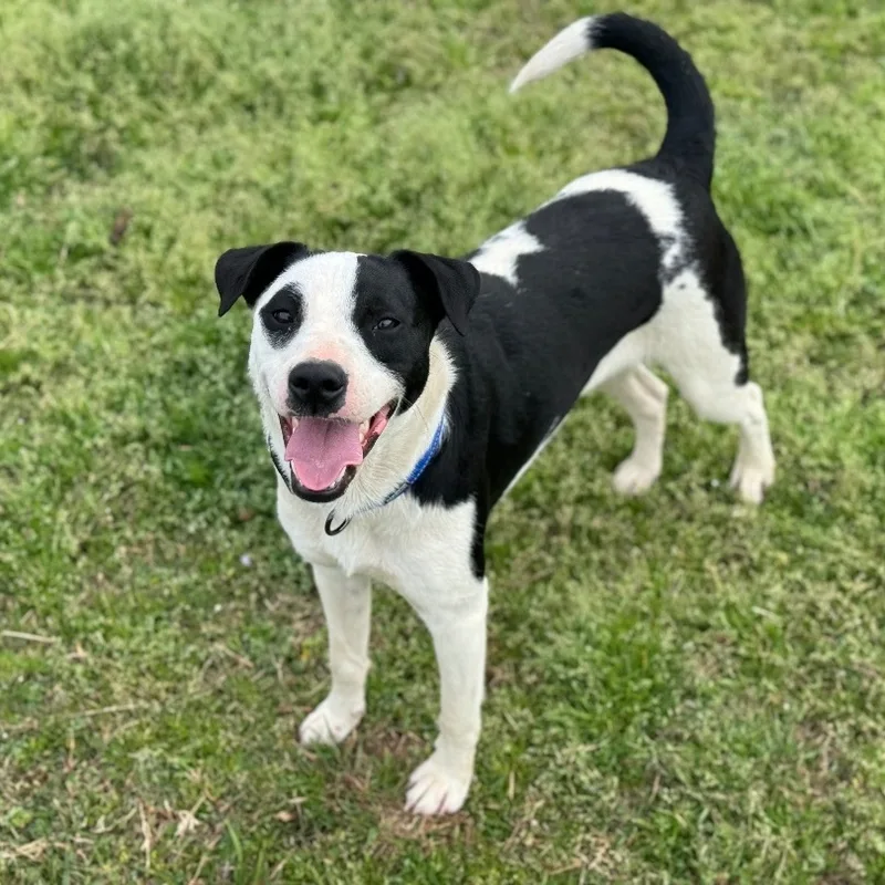 Memphis Urgent thumbnail 2