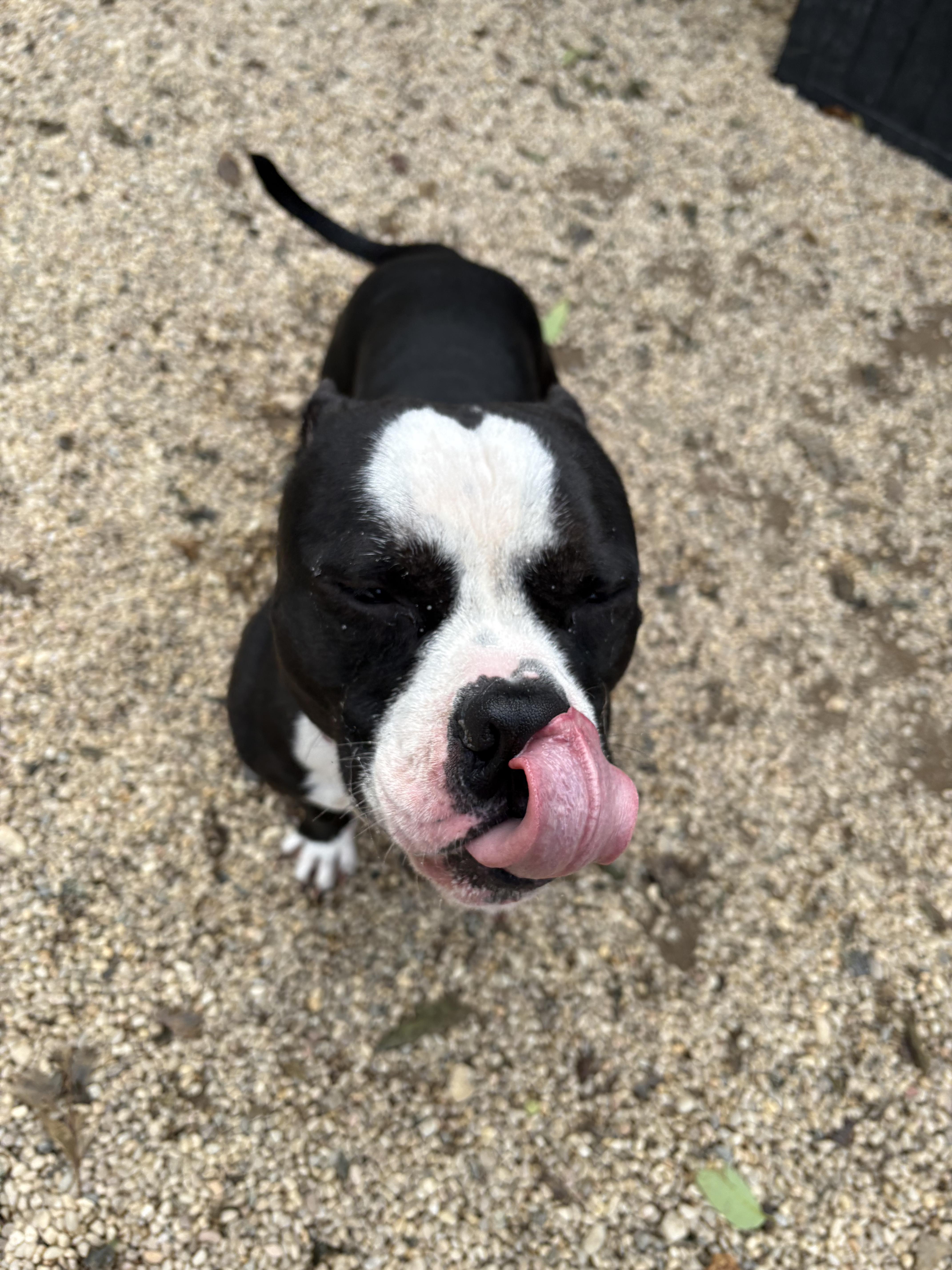 An adult medium-sized male Tricolor (Brown, Black, & White) Mixed Breed dog named Squash for adoption in Southold, NY