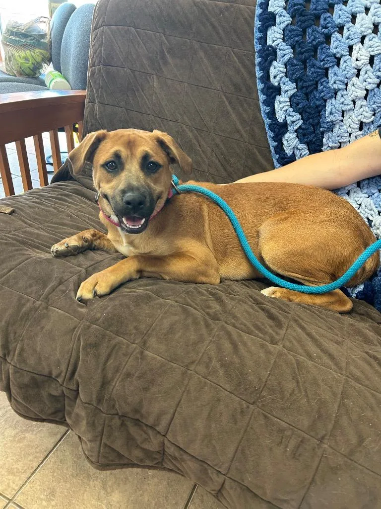 A young medium-sized female Mixed Breed dog named Charlene for adoption in Marion, OH