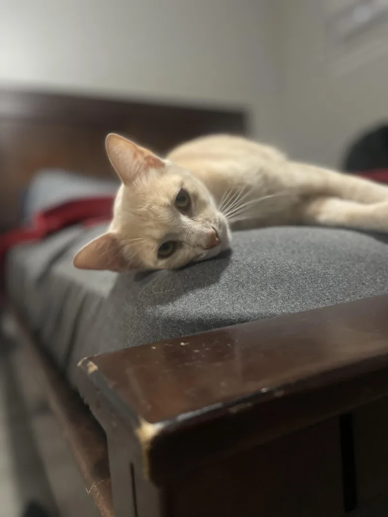 A young medium-sized female Tabby (Orange / Red) Tabby cat named Penny Nottingham for adoption in Parker, TX