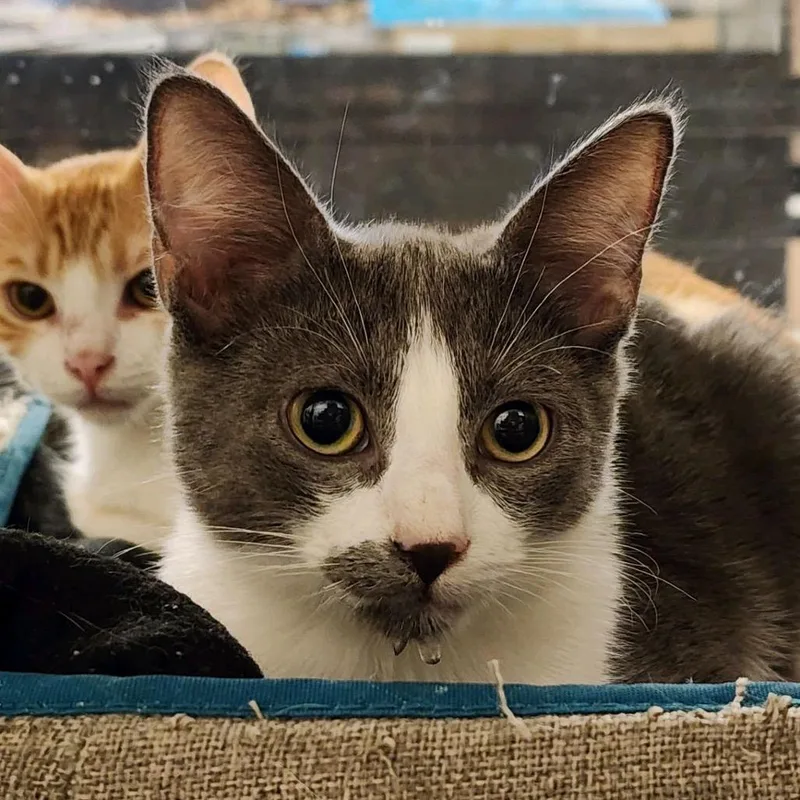A baby small-sized male Gray / Blue / Silver Domestic Short Hair cat named Thompson for adoption in Hemet, CA