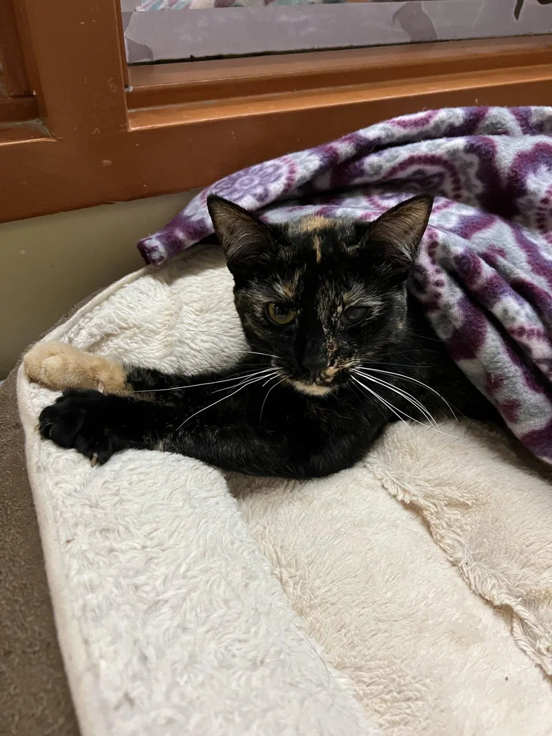 A young medium-sized female Domestic Short Hair cat named Moxie for adoption in Blasdell, NY