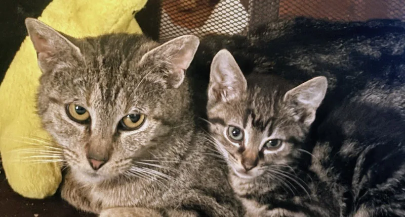 An adult medium-sized female Domestic Short Hair cat named Nyx for adoption in Allentown, PA