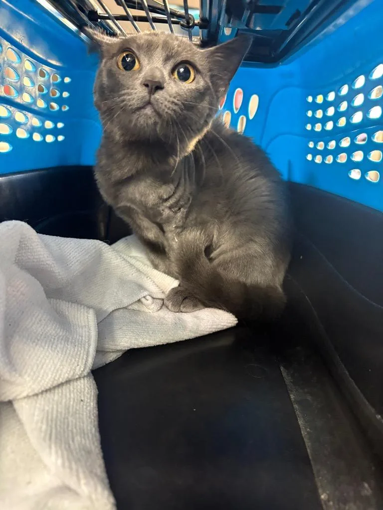 A baby small-sized female Domestic Short Hair cat named Choo Choo for adoption in Fort Worth, TX