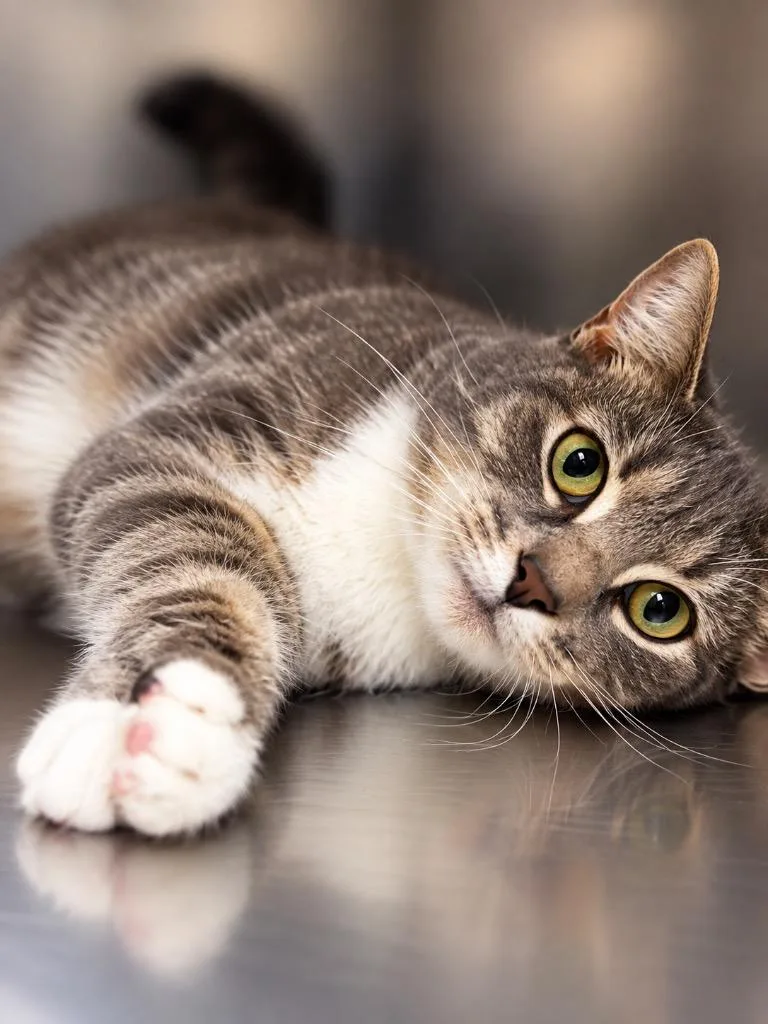 A young medium-sized female Domestic Short Hair cat named Nancy for adoption in Lima, OH