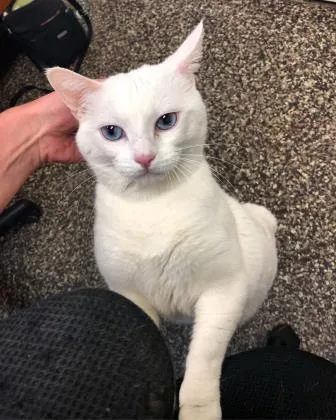 A senior medium-sized female Buff & White Domestic Short Hair cat named Devlin for adoption in Redmond, OR