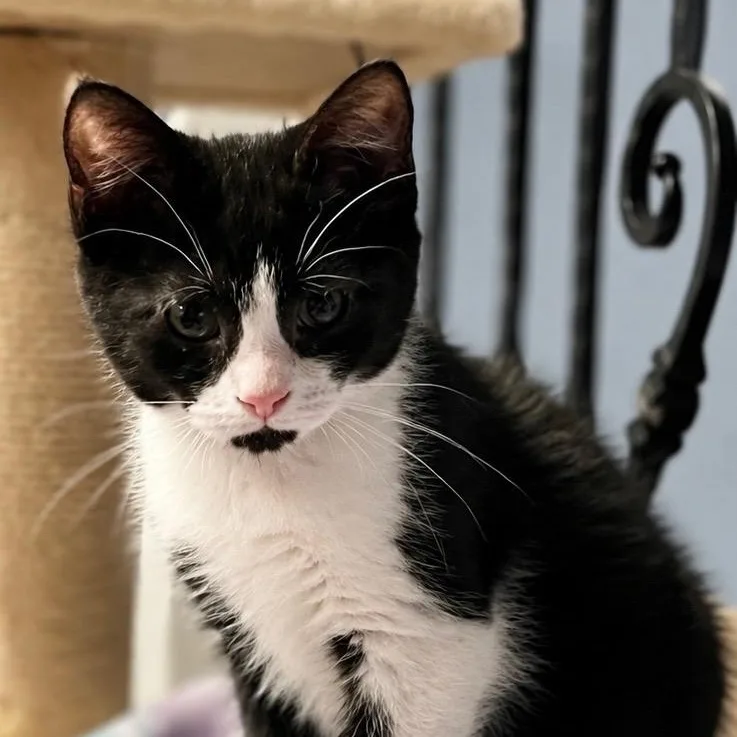 A baby large-sized male Black & White / Tuxedo Domestic Short Hair cat named Percy for adoption in Haddon Heights, NJ