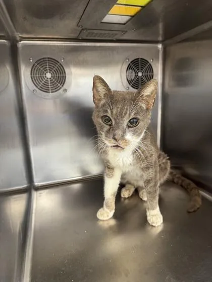 An adult medium-sized male Domestic Short Hair cat named Bush for adoption in West Chester, PA
