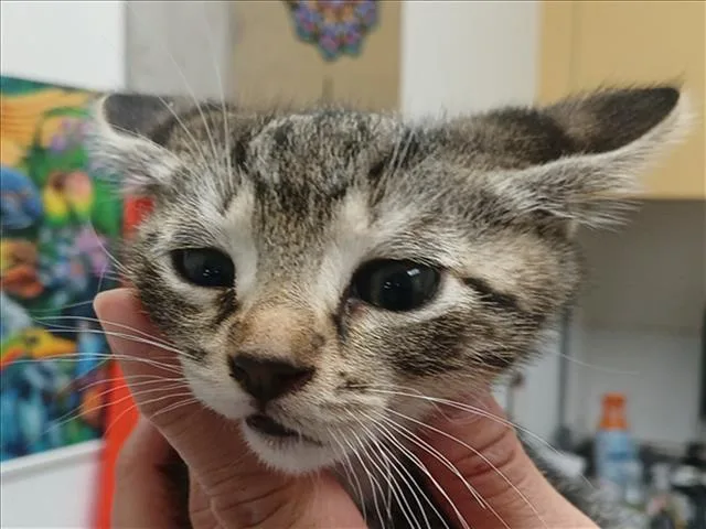 A baby small-sized male Domestic Short Hair cat named Pudding for adoption in Los Angeles, CA