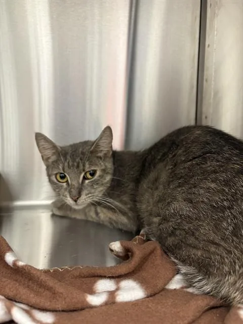 A young small-sized female Domestic Short Hair cat named Arcee for adoption in Indianapolis, IN