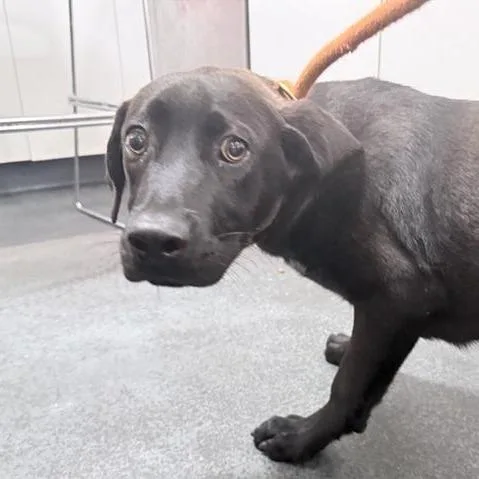 A baby small-sized male Black Mixed Breed dog named Elfie for adoption in New York, NY