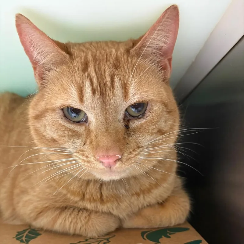 An adult large-sized male Orange / Red Domestic Short Hair cat named Little John for adoption in Fairport, NY