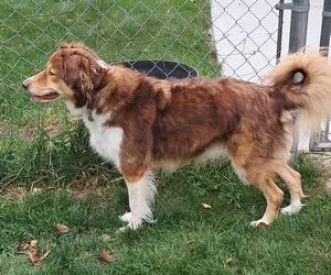 An adult medium-sized male Red / Chestnut / Orange Anatolian Shepherd dog named Obi Wan Kenobi for adoption in Collegeville, PA