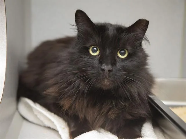 A senior large-sized male Domestic Long Hair cat named Lux for adoption in Phoenix, AZ