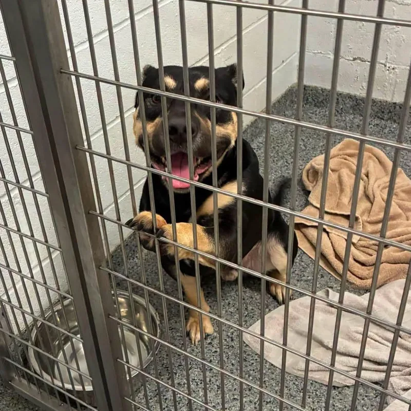 An adult medium-sized male Black Mixed Breed dog named Starburst for adoption in Jeffersonville, IN
