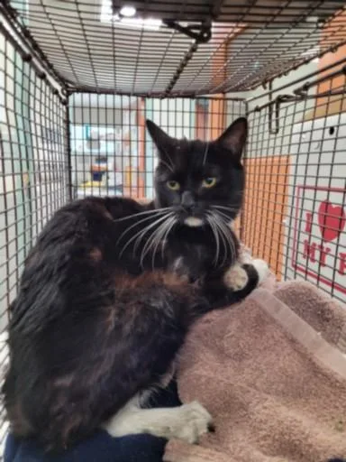 An adult medium-sized male Domestic Short Hair cat named Silo for adoption in San Pedro, CA