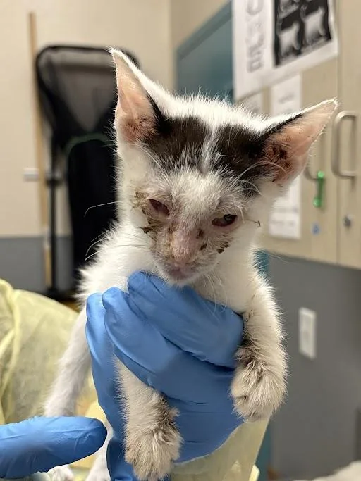 A baby small-sized male Domestic Short Hair cat named Wonton for adoption in Las Vegas, NV