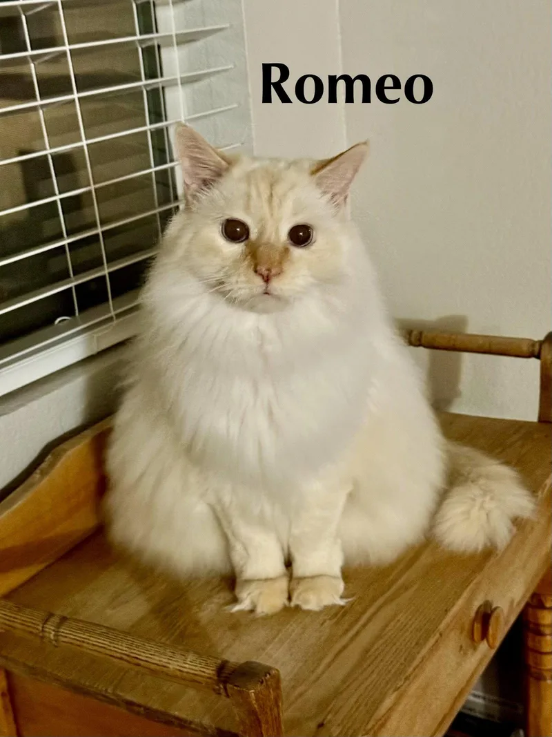 Romeo