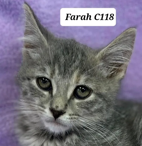 A baby medium-sized female Dilute Calico Domestic Short Hair cat named Farah for adoption in Morganton, NC