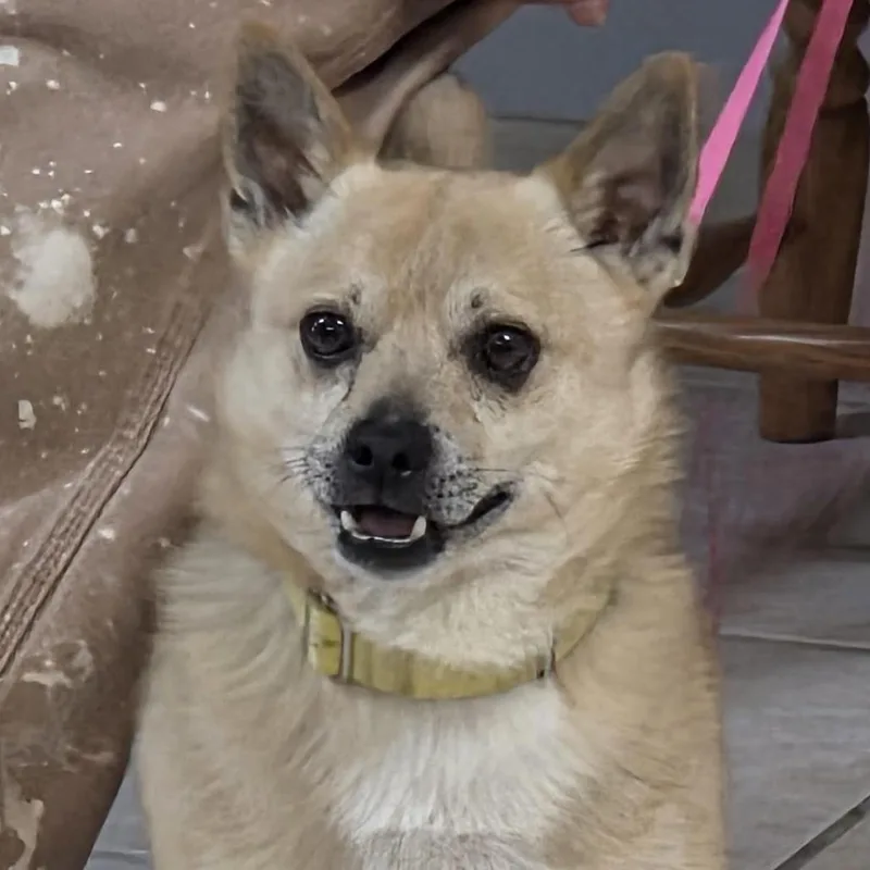 An adult small-sized male Yellow / Tan / Blond / Fawn Pomeranian dog named Peanutter for adoption in Camden, DE