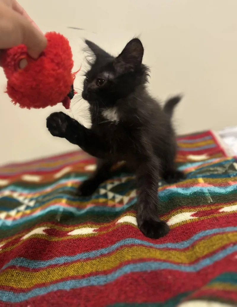 A baby small-sized male Black & White / Tuxedo American Shorthair cat named Luigi for adoption in North Bergen, NJ