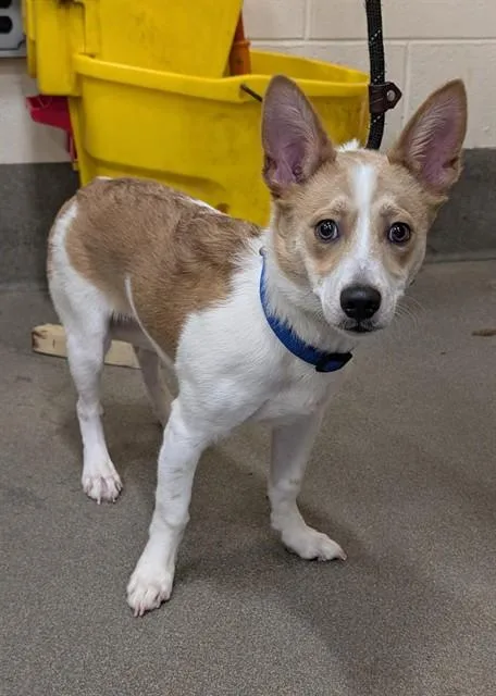 A young small-sized male Parson Russell Terrier dog named Chase for adoption in Upper Marlboro, MD