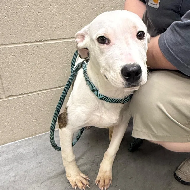 A young medium-sized male White / Cream Pit Bull Terrier dog named Clyde for adoption in Edwards, IL