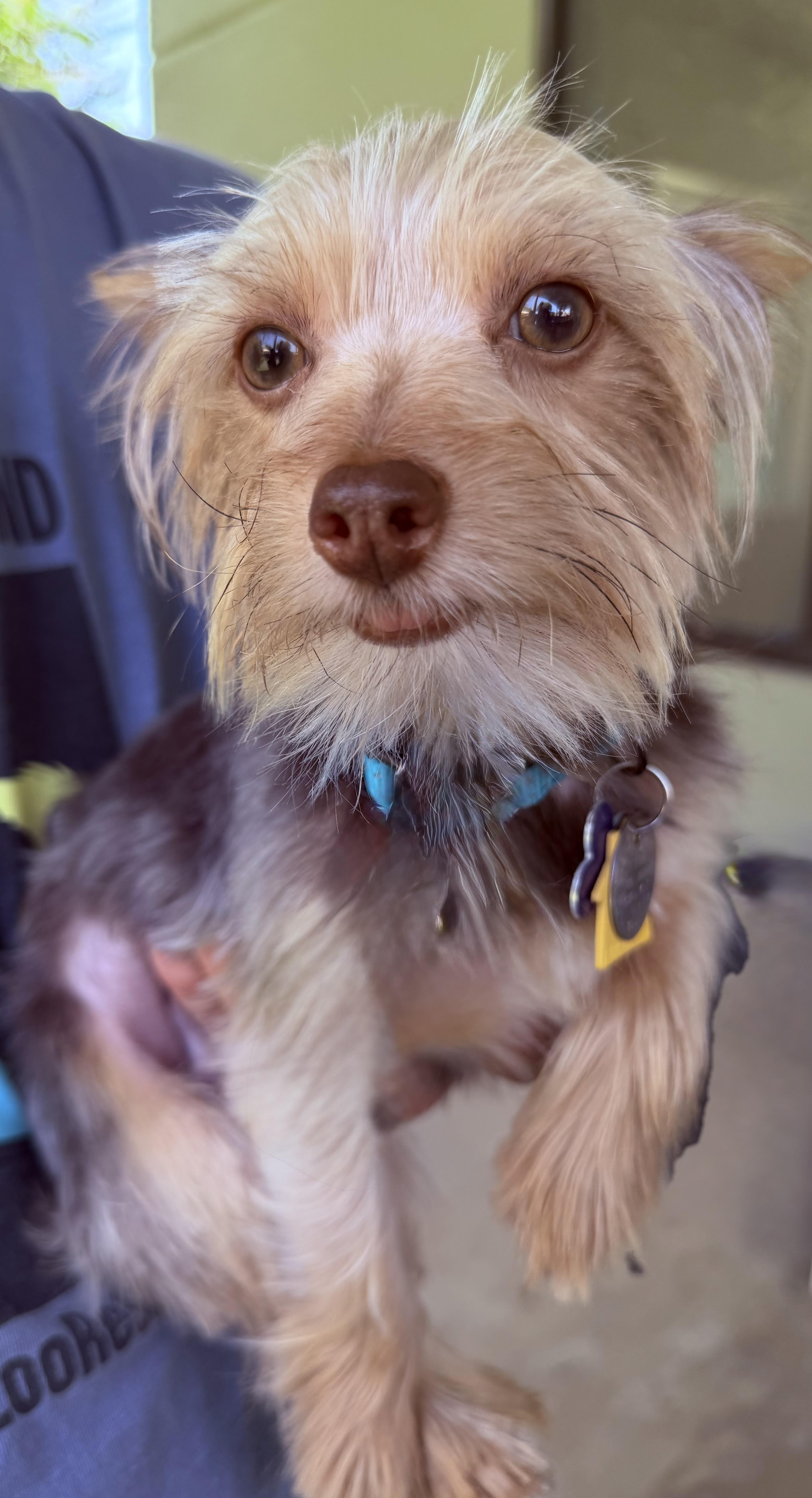 A young small-sized male Golden Yorkshire Terrier dog named Robin Miller for adoption in Plano, TX