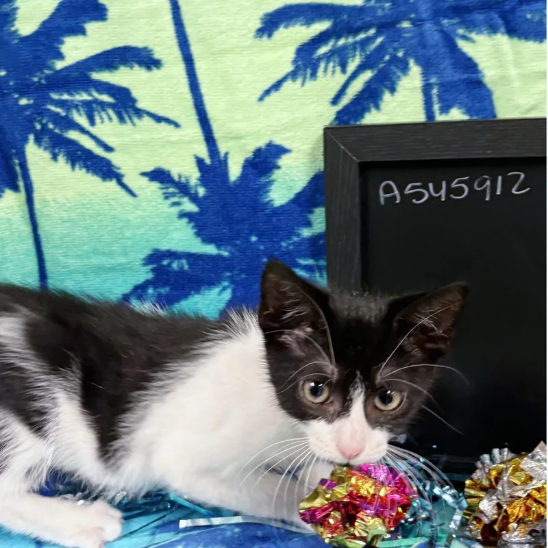 A baby medium-sized male Black & White / Tuxedo Domestic Short Hair cat named Jasper for adoption in Lake Monroe, FL