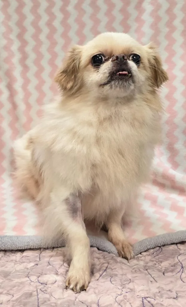 A senior small-sized female Pekingese dog named Gerdie for adoption in Murphysboro, IL