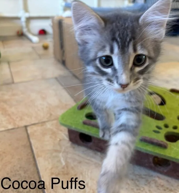 Cocoa Puffs thumbnail 2