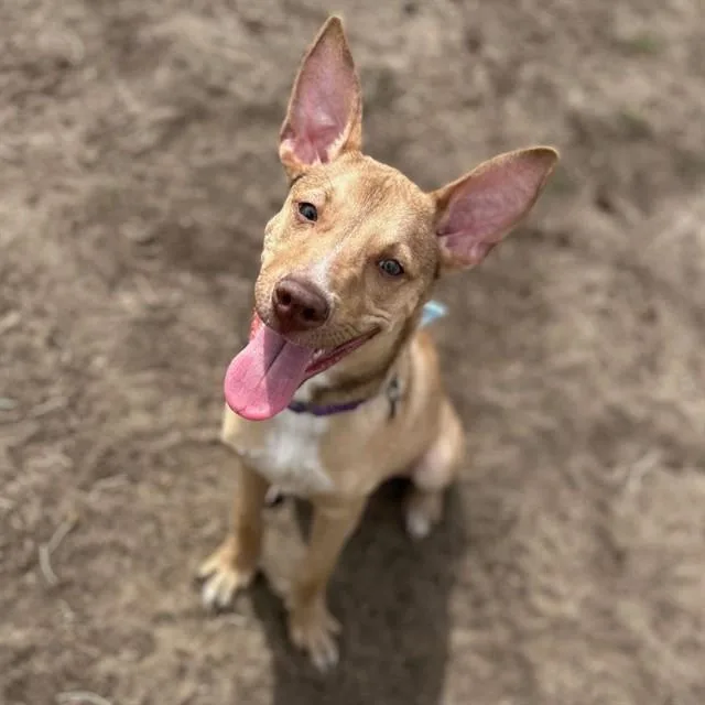 Ollie