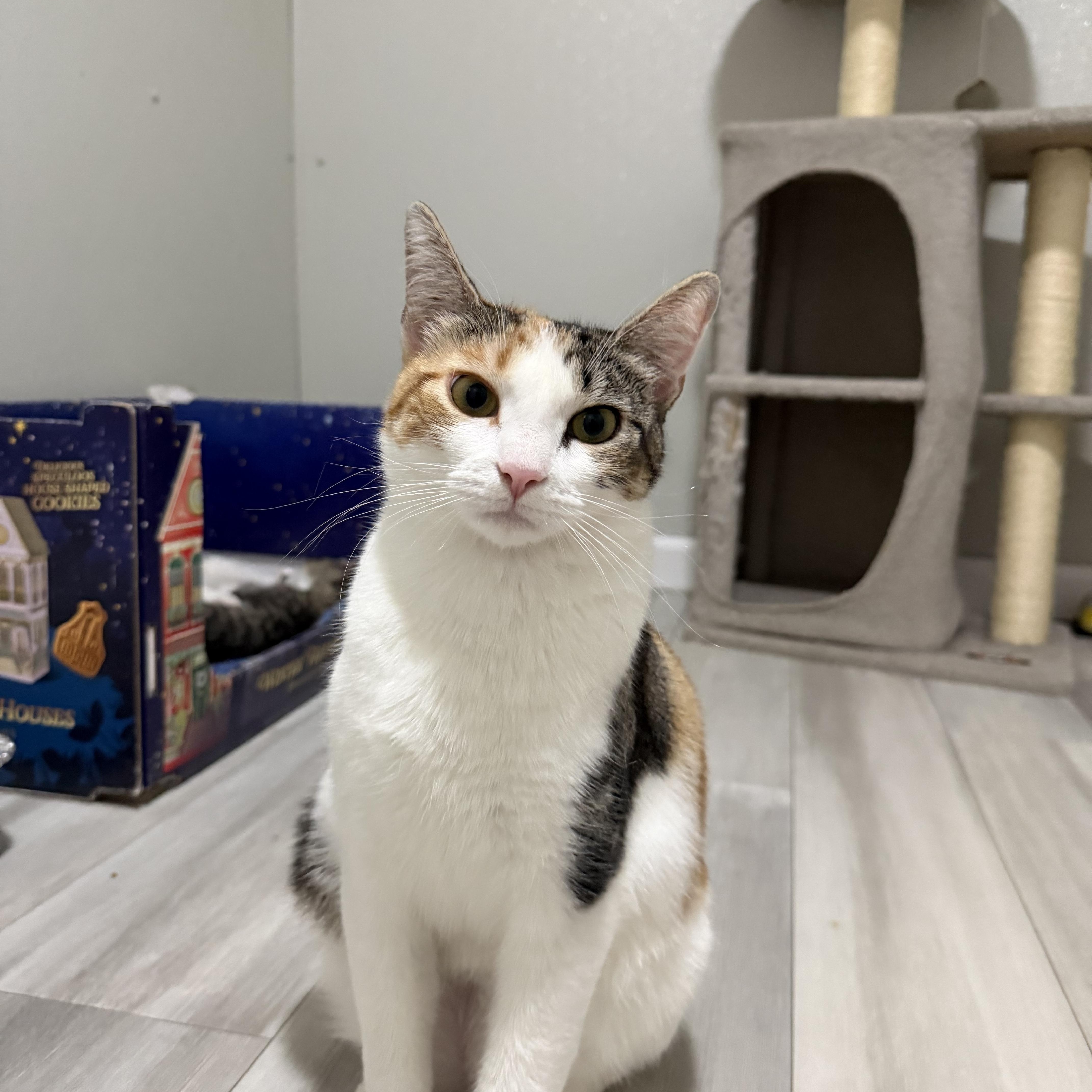 A young medium-sized female Calico American Shorthair cat named Robin for adoption in Highland Park, NJ